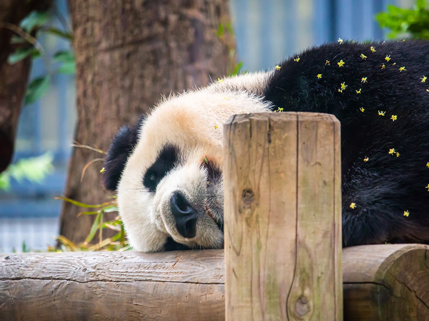 Playful Giant Panda john vuong photography